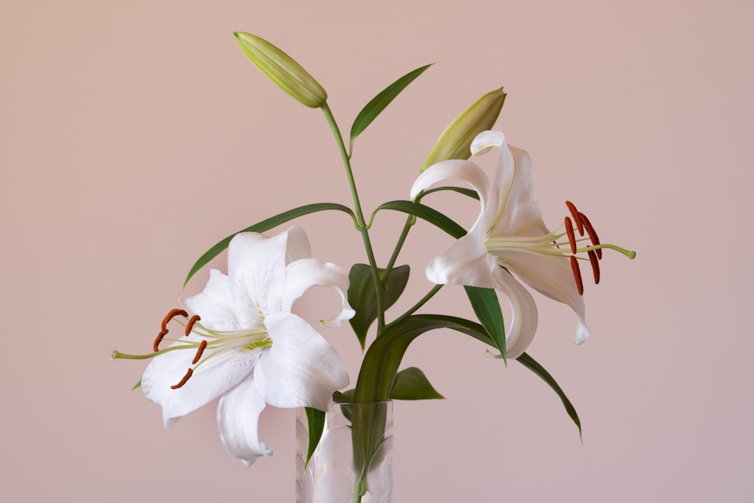 Mastering the First Impression: Your intriguing post title goes here white-flowers-on-clear-glass-vase-hgz1cjrhk9m