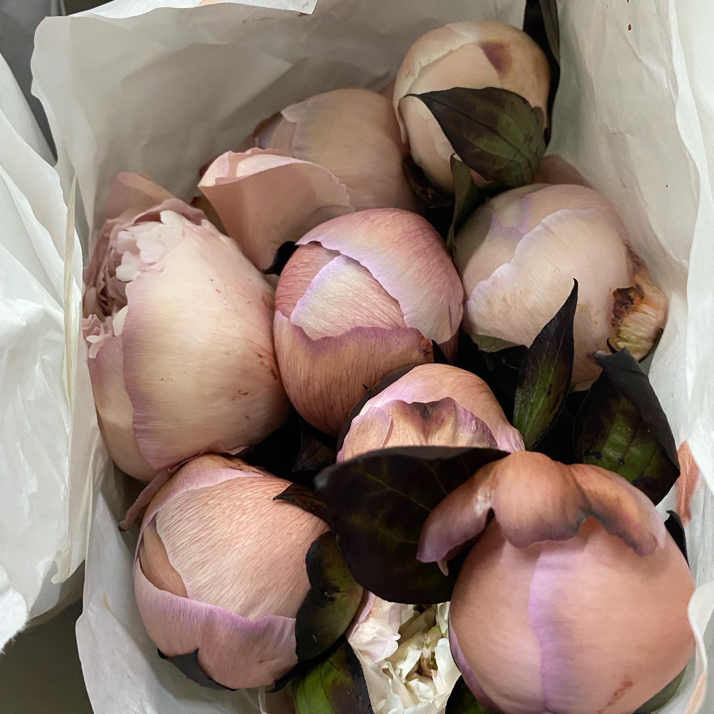 191282506 4348666571832872 6014356373693500387 n.jpg 191282506 4348666571832872 6014356373693500387 n.jpg
