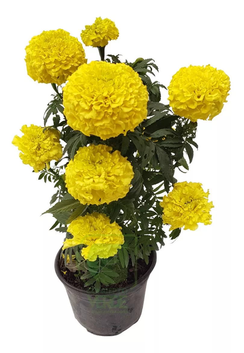 d nq np 2x 649952 mlm51740551875 092022 f.webp d nq np 2x 649952 mlm51740551875 092022 f.webp