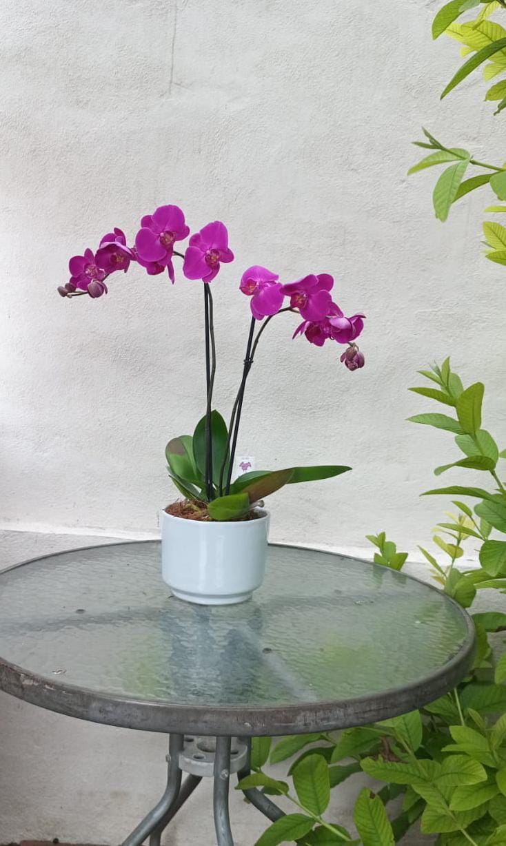 orquidea lila en base blanca.jpeg orquidea lila en base blanca.jpeg